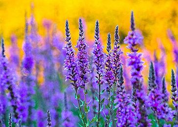 《星之海洋6》主题歌确定 10月27日正式发售